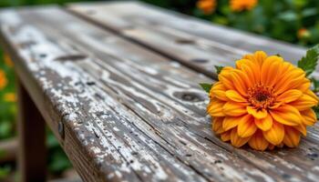close up view of a single marigold blossom resting on aged wooden planks of a garden table. photo