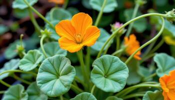 close up view of a glowing orange nasturtium surrounded by spiraling green stems and round leaves. photo