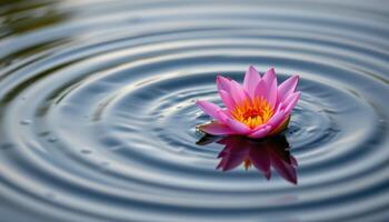 close up view of a single bloom resting atop still water, surrounded by concentric ripples. photo