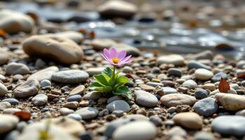 close up view of a delicate wild bloom growing freely among pebbles near a stream. photo