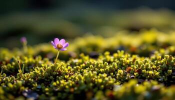 close up view of a small wildflower blooming in a sea of moss and softly glowing light. photo