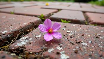 close up view of a pink wildflower blooming from between the cracks of a brick walkway. photo
