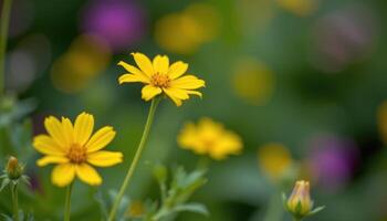 close up view of a golden coreopsis swaying in a quiet breeze against a soft green blur. photo