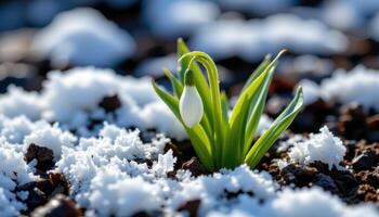 close up view of a snowdrop flower breaking through icy soil, surrounded by crystalized fragments of frost. photo