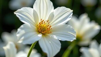 close up view of a white flower leaning into soft wind with surrounding petals in motion blur. photo