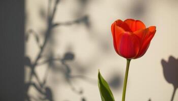close up view of a flame red tulip fully open in mid afternoon sun, casting a sharp shadow behind. photo