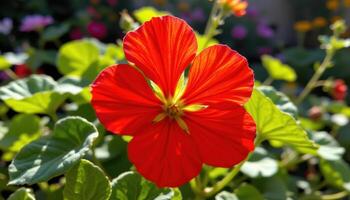 close up view of a crimson nasturtium bloom surrounded by round green leaves and backlit by sunlight. photo