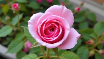 close up view of a pink rosebud just beginning to open, showing soft inner spirals. photo