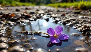 close up view of a violet bloom resting gently in a shallow puddle, reflecting the sky above. photo