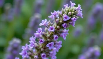 close up view of a blooming sage flower with tiny violet petals forming on a tall spire. photo