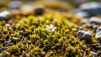 close up view of a tiny alpine flower nestled in a patch of moss above the tree line. photo