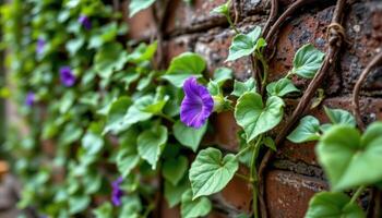 close up view of a violet bloom reaching through ivy vines along a garden wall. photo