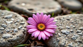 close up view of a pink daisy blooming from between two large stepping stones. photo
