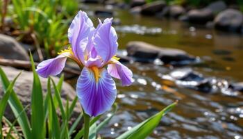 close up view of a water iris blooming beside a slow moving stream with gentle reflections. photo