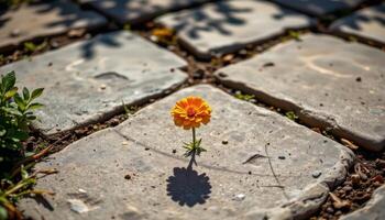 close up view of a solitary marigold bloom casting a sharp shadow across a stone garden path. photo