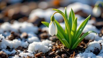 close up view of a delicate snowdrop flower surrounded by patches of melting frost and soil. photo