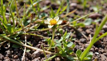 close up view of a faded wildflower clinging to life among tangled weeds and sun drenched soil. photo