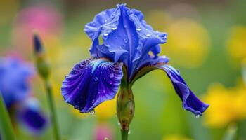 close up view of a blue iris blooming after a light drizzle with raindrops clinging to every petal. photo
