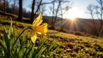 close up view of a daffodil catching golden rays as the sun peeks over a distant hill. photo