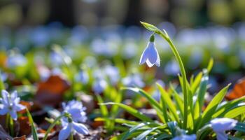 close up view of a pale bluebell gently arching toward the forest floor in low light. photo