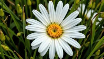 close up view of a white daisy centered perfectly within tall green stems and soft shadows. photo