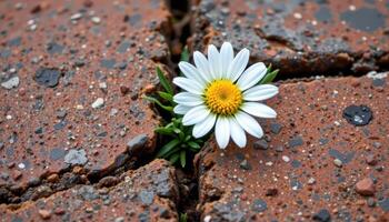 close up view of a wild daisy pushing up between cracks in weathered garden bricks. photo