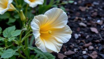 close up view of a trumpet shaped bloom glowing from within against dark garden mulch. photo