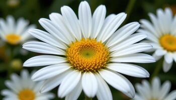 close up view of a field daisy with its bright yellow center and perfectly aligned white petals. photo