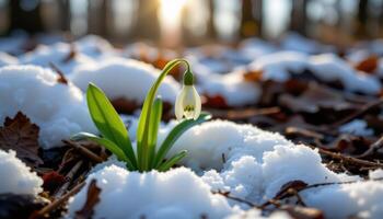 close up view of a snowdrop emerging from the last remnants of snow on a forest floor. photo