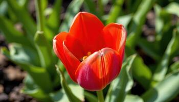 close up view of a bold red tulip petal with sharp veins and subtle shadows playing across its surface. photo