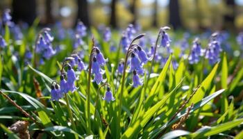 close up view of a vibrant bluebell cluster growing densely among wild green foliage under filtered sunlight. photo