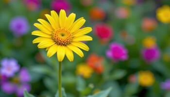 close up view of a bright yellow daisy standing tall against a soft blurred garden background. photo