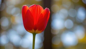 close up view of a brilliant red tulip standing tall with petals catching the afternoon sun. photo