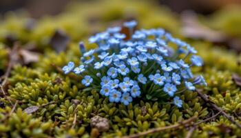 close up view of a cluster of tiny blue forget me not flowers nestled in soft mossy ground. photo