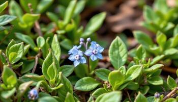 close up view of a small cluster of blue forget me nots nestled among fresh green foliage. photo