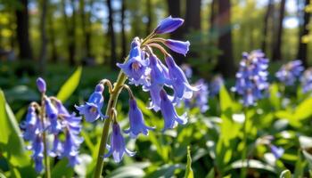 close up view of a bright bluebell flower cluster glowing softly in dappled woodland shade. photo