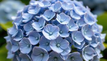 close up view of a soft blue hydrangea bloom with clustered small flowers forming a dome shape. photo