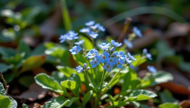 close up view of a cluster of tiny blue forget me not flowers glowing softly in shaded woodland. photo