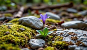 close up view of a wild violet flower blooming quietly among moss covered stones in the forest. photo