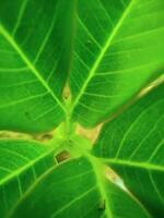 Vibrant Green Leaf Veins - Macro View of Natures Delicate Structure. photo