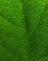 Intricate Veins of a Vibrant Green Leaf texture - A Macro Botanical Study. photo