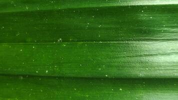 Closeup View of a Lush Green Leafs Veined Texture with Subtle Spots. photo
