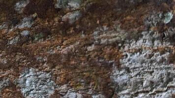 Textured Bark Surface - Detailed Closeup of Weathered Tree Bark Natural Abstract. photo
