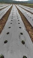 Rows of Young Plants Emerging Through Plastic Mulch in Field. photo