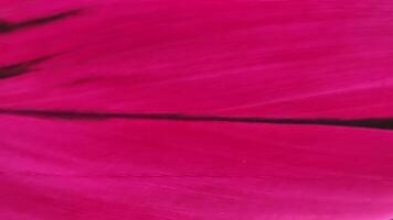 Abstract Magenta Texture - Dynamic Brushstrokes and Subtle Dark Accents. photo