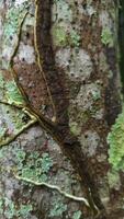 Abstract Tropical Tree Bark - Intertwined Vines and Lichen Textures. photo