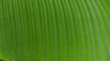 Vibrant Green Banana Leaf Texture with Parallel Veins and Subtle Variations. photo
