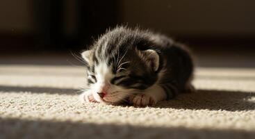 Tiny Tabby Kitten Napping Peacefully on Soft Beige Carpet in Warm Sunlight photo