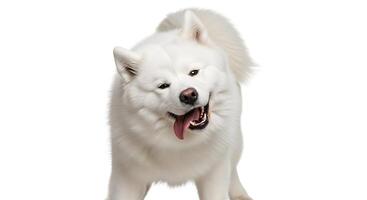 Smiling White Samoyed Dog with Tongue Out on White Background photo