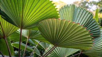 A close up of a palm leaf with green leaves photo